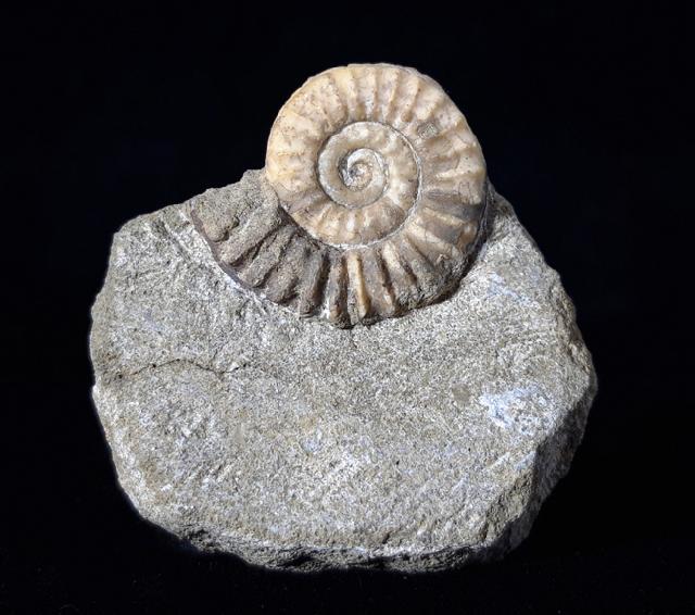 Arnioceras oppeli GUERIN-FRANIATTE 1966 - Bild © FossNet FossilienStore